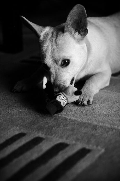 Gratuit Imagine de stoc gratuită din alb-negru, animal, animal de casă Fotografie de stoc