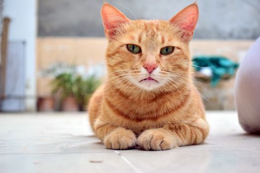一张户外特写肖像中，一只放松的家养橙色虎斑猫正躺在地上