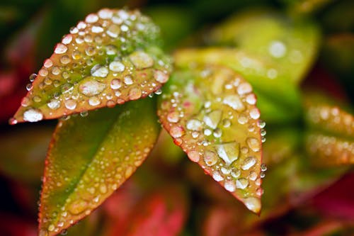 Free stock photo of after rain, after the rain, autumn leaf