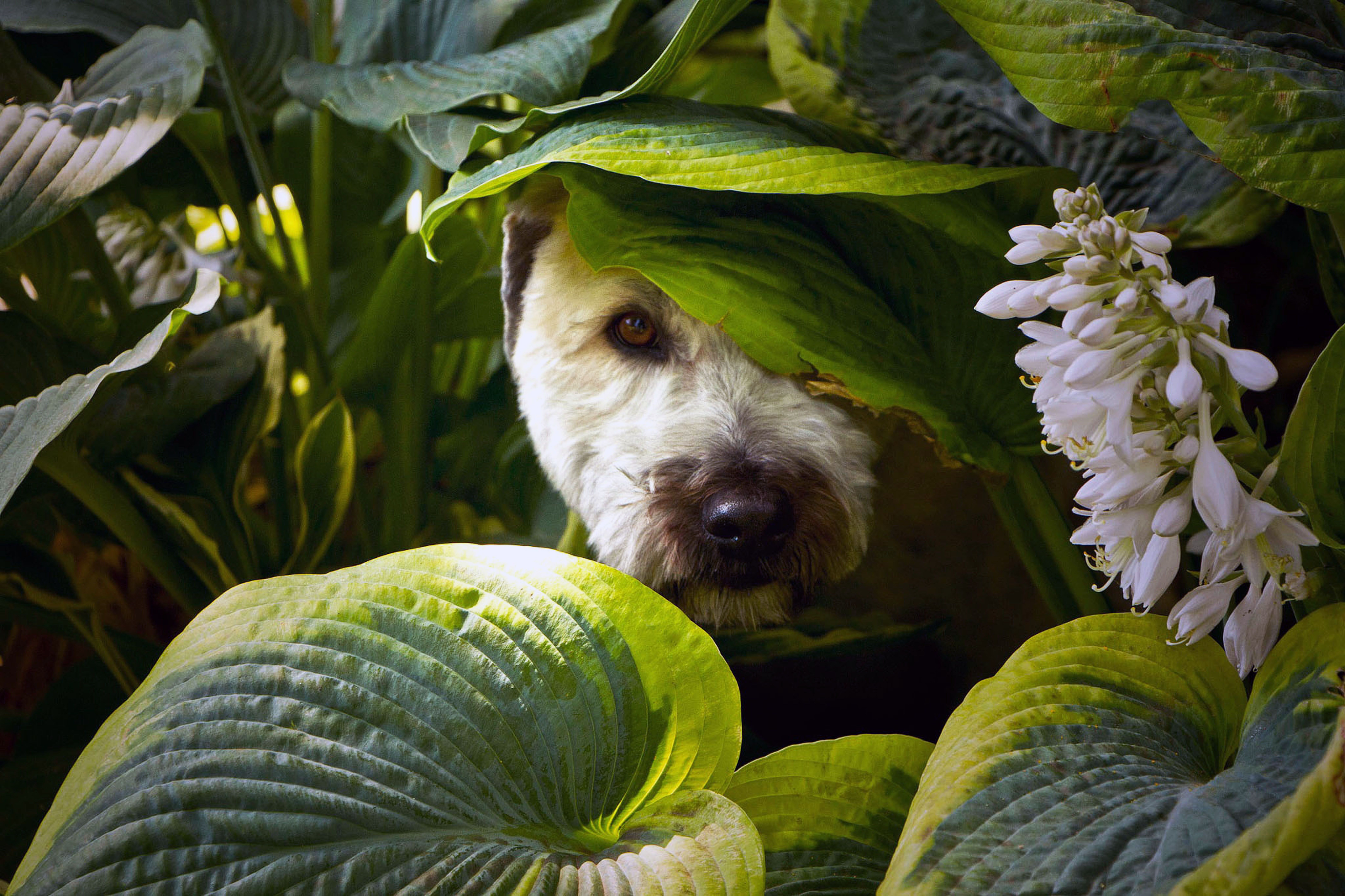 A curious dog peeks through vibrant green leaves with white flowers outdoors.