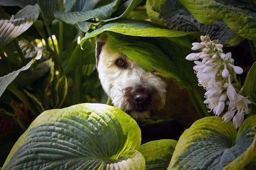 Dog in the Leaves Looking at Camera