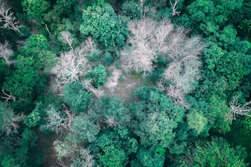 Overhead view of dry leafless and tall verdant trees with vibrant foliage in lush woodland in daytime