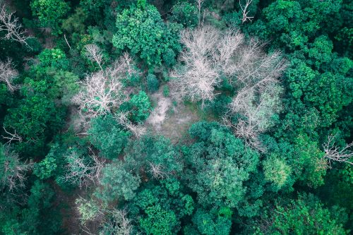 Free Overhead view of dry leafless and tall verdant trees with vibrant foliage in lush woodland in daytime Stock Photo