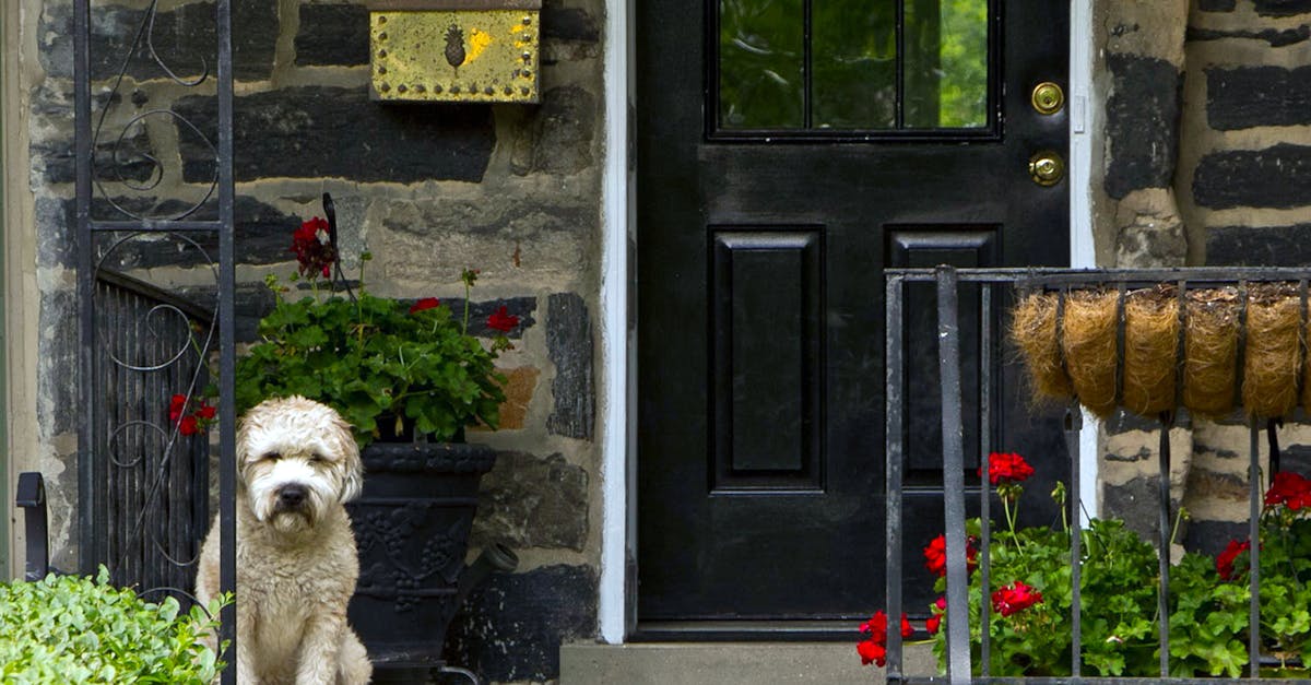 Dog Waiting in the Door of the House