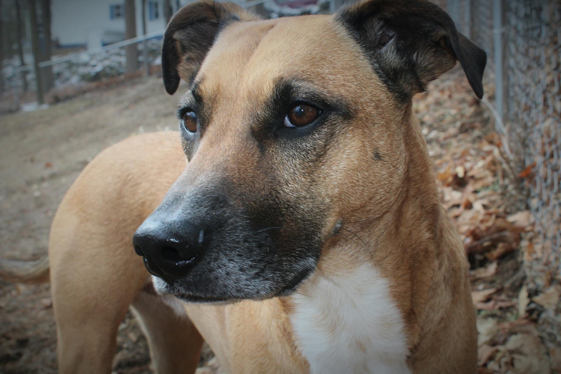 Close Up Photography of Short-coated Brown and White Dog