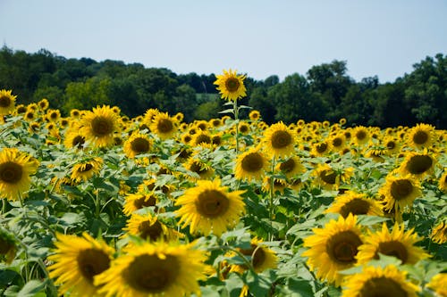 Free A Sunflower Field Stock Photo
