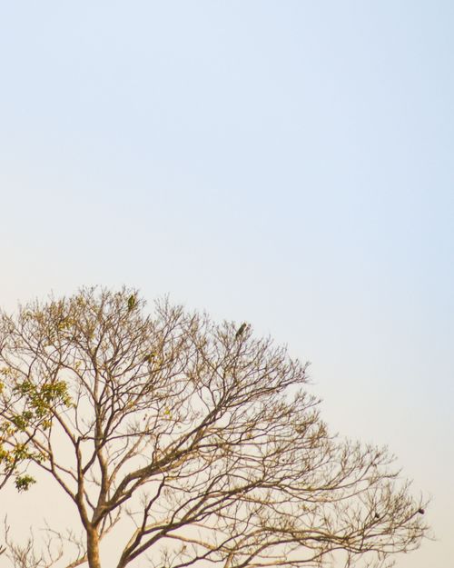 Free A bare tree stands against a clear blue sky, signaling the crispness of fall. Stock Photo