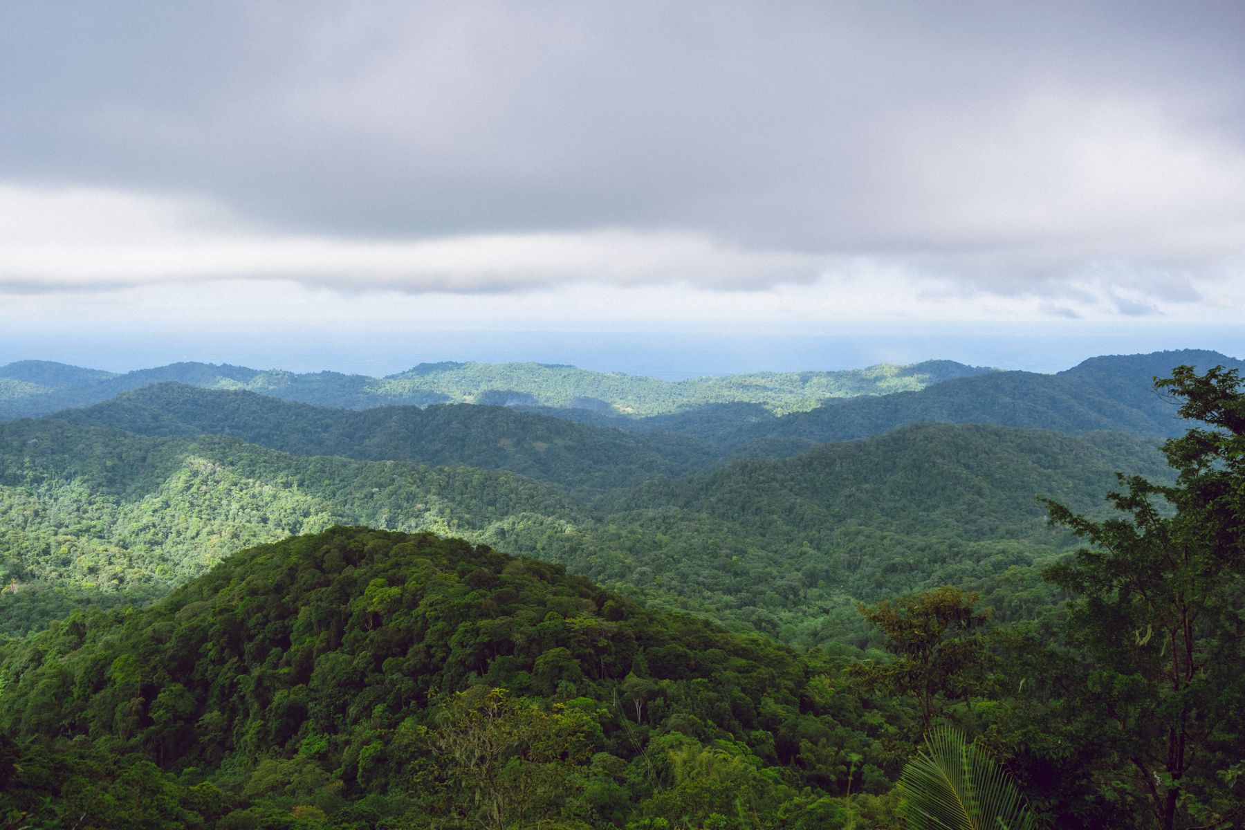 Caribbean landscape