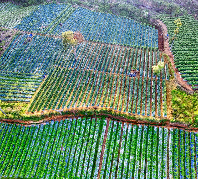 Rows of green shrubs on agricultural plantation