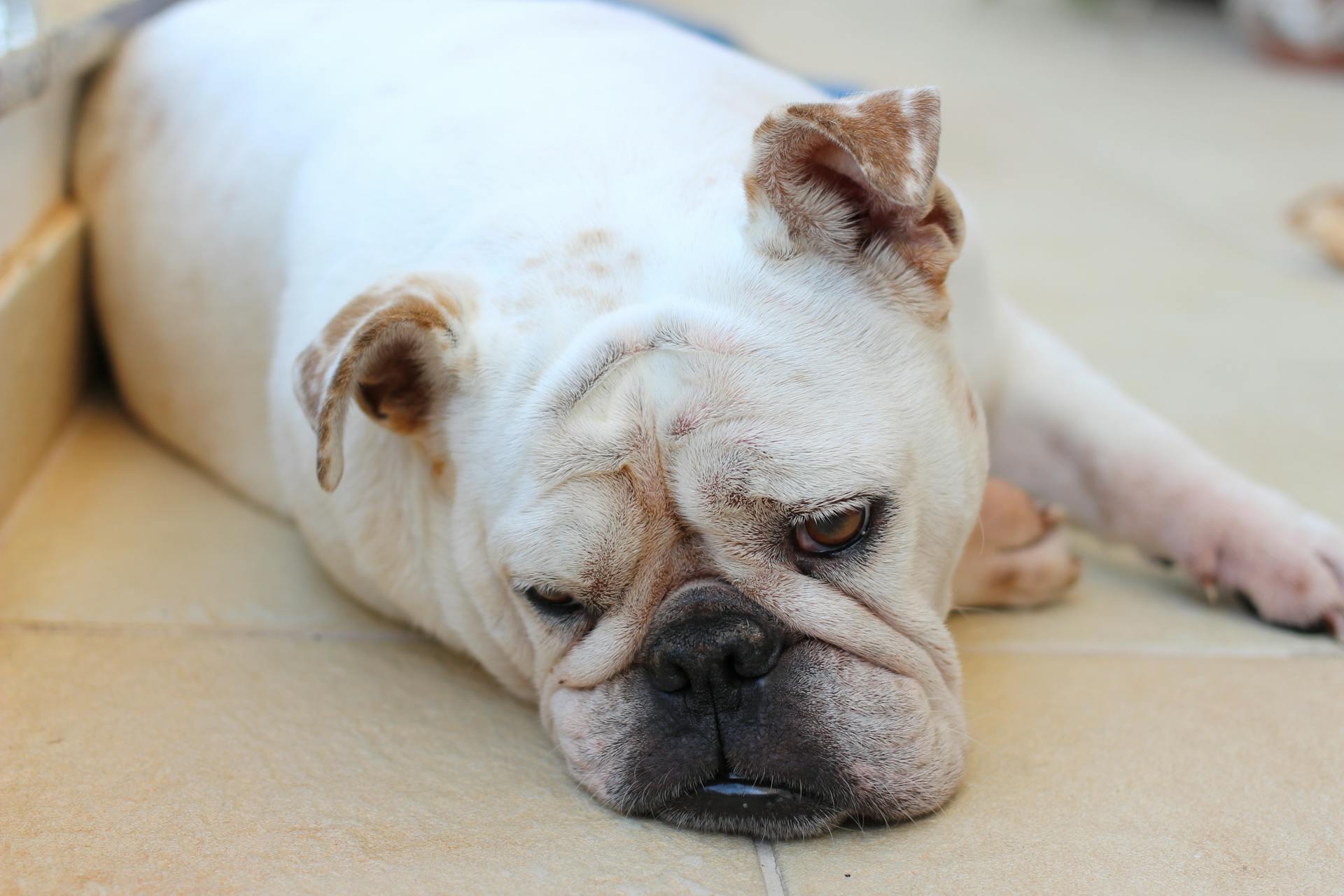 Vit engelska bulldog som ligger på golvet