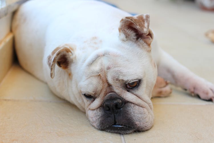 White English Bulldog Lying On Floor