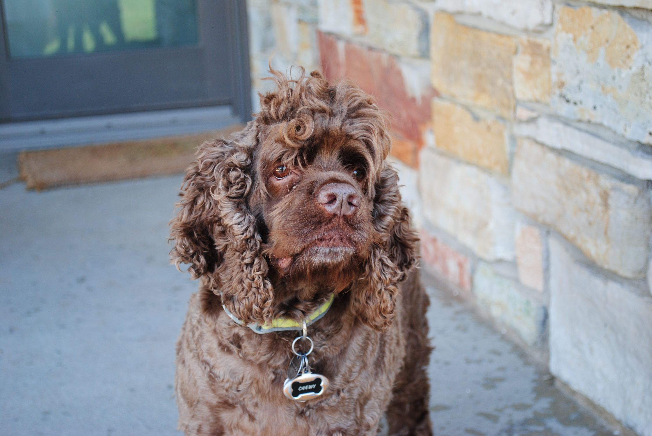 Adorable brown cocker spaniel with a curly coat sitting on a porch, wearing a collar.