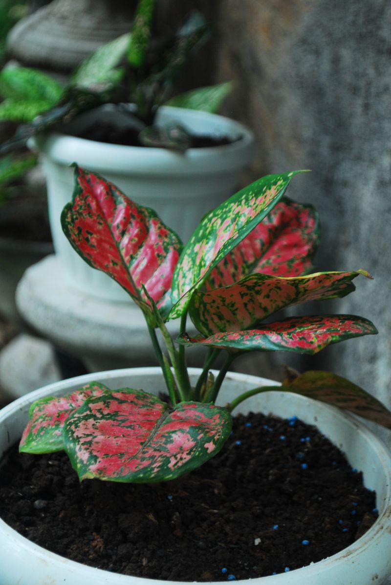 Tanaman di Pot