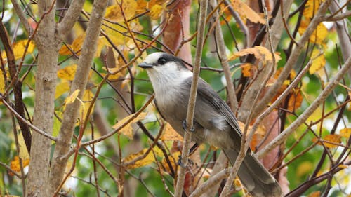 Close-Up Photo of Bird Perched on Branch