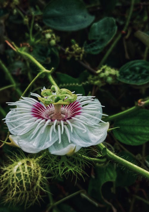 Passion Flower on a Plant