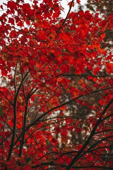 Close-up of vibrant red autumn leaves on tree branches against a blurred background.
