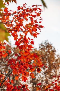 Close-up of vibrant red and orange maple leaves in autumn with a blurred background.
