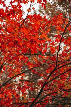 Stunning close-up of red maple leaves during fall, captured outdoors.