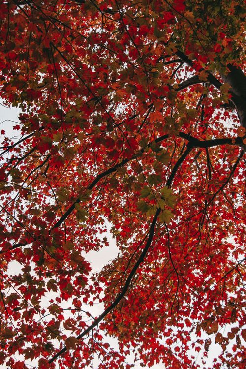 Free Rich red and orange autumn leaves against a clear sky create a captivating seasonal scene. Stock Photo