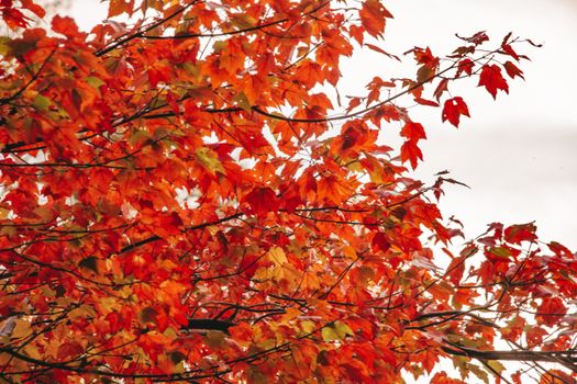 Close-up of vibrant autumn maple leaves in orange hues against a light sky.