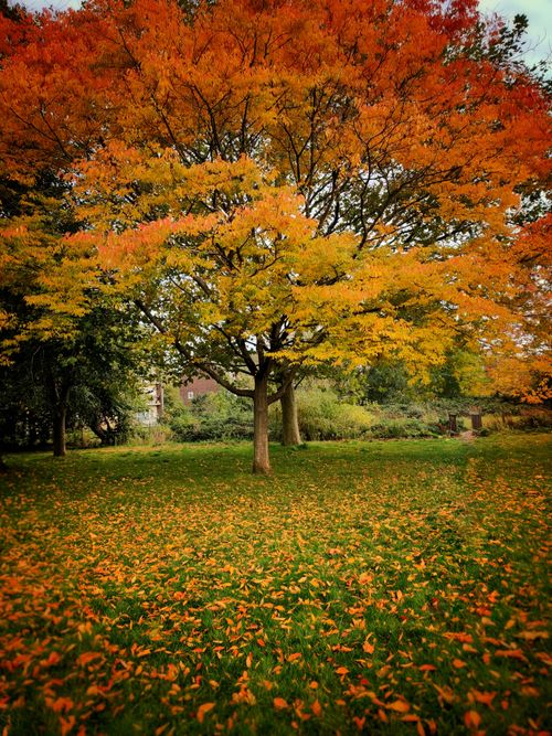 Free A stunning autumn tree with colorful leaves in a Greater London park. Stock Photo