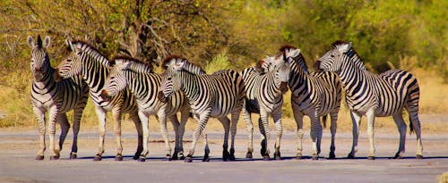 Free Zebra Herd on Field Stock Photo
