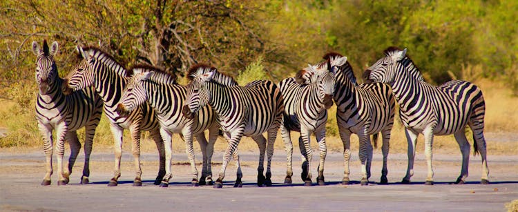 Zebra Herd On Field