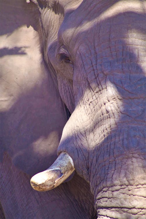 Free Portrait of African Elephant Stock Photo
