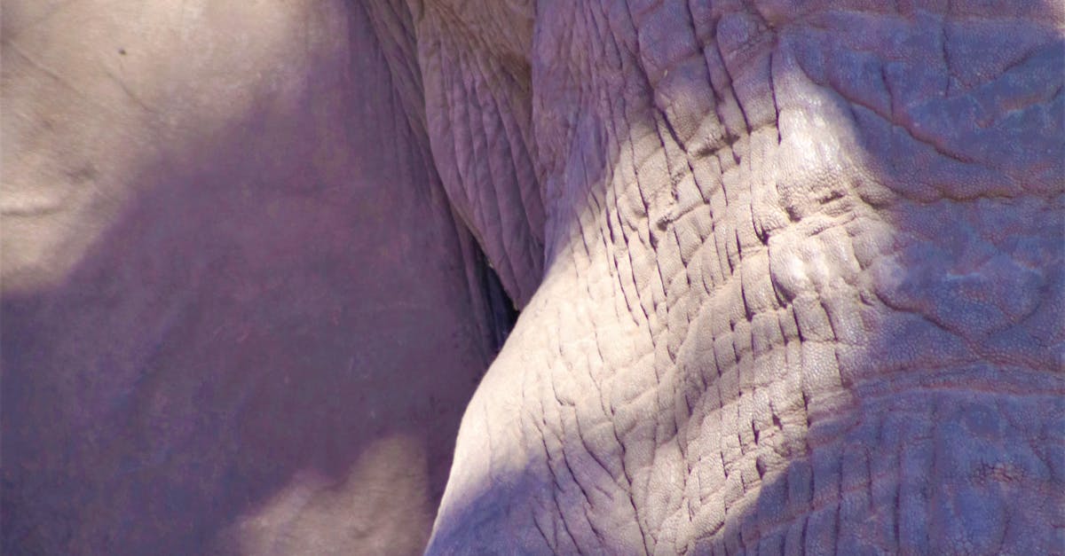 How to make an elephant head