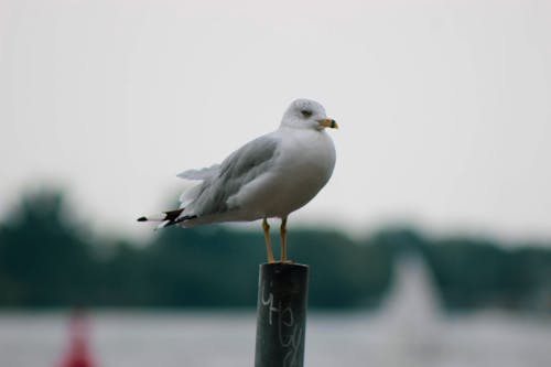 White and Gray Bird on Black Metal 