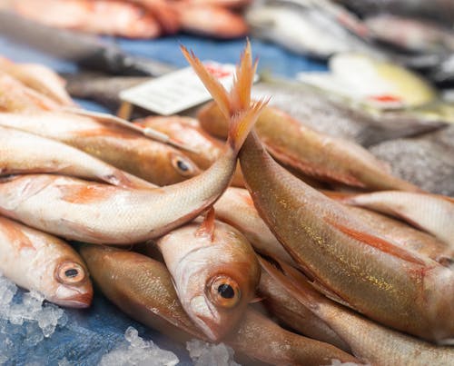 Ilmainen kuvapankkikuva tunnisteilla kalaruoka, lähikuva, märät markkinat