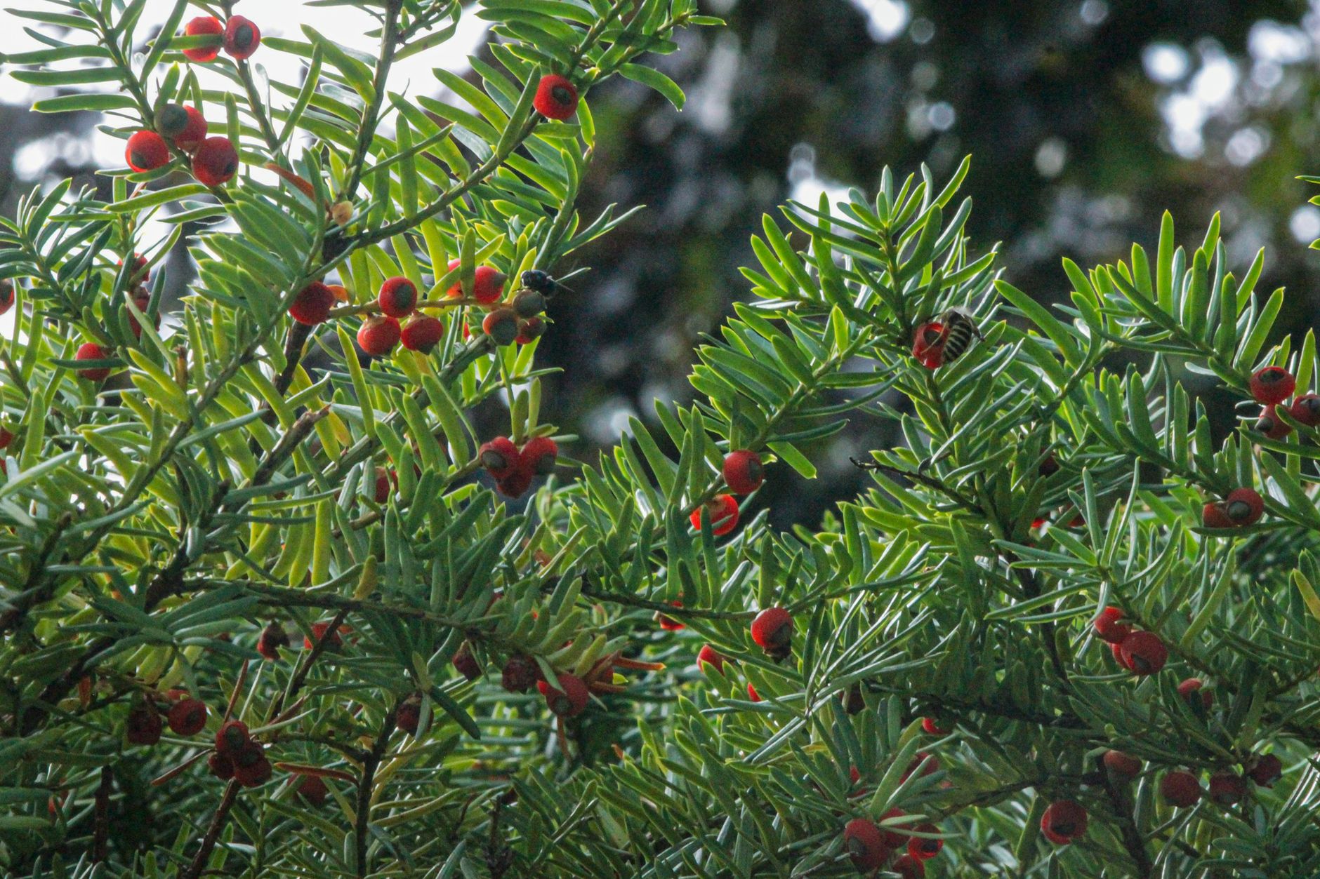 bearberry, Seasonal Care Connects Wildlife Value With Plant Health bearberry, Seasonal Care Connects Wildlife Value With Plant Health