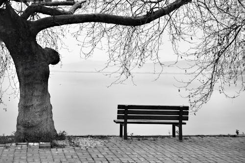 Free stock photo of bench, lakes, trees