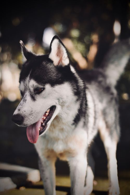 Free Charming close-up shot of a Siberian Husky dog with tongue out, enjoying the outdoors. Stock Photo
