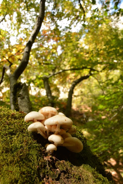 Selective Focus Photo of White Mushrooms