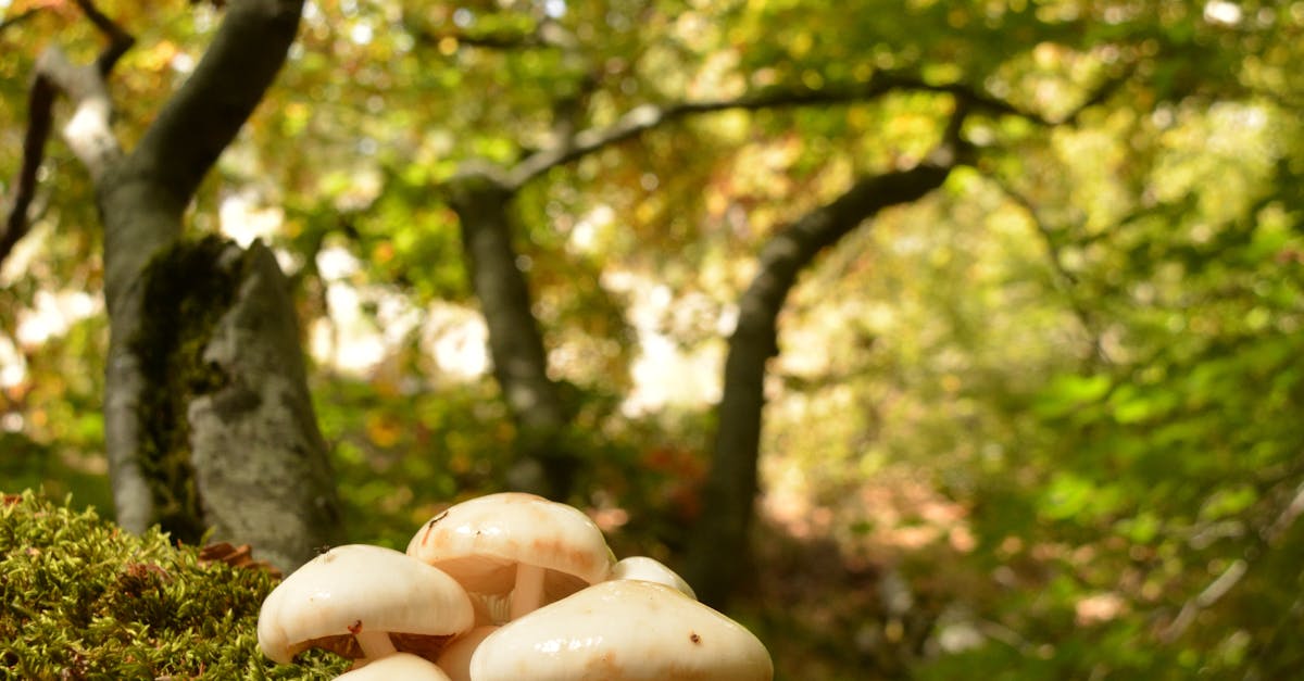 Dominica: hotel CSR supporting climate resilience and forest conservation Dominica: hotel CSR supporting climate resilience and forest conservation