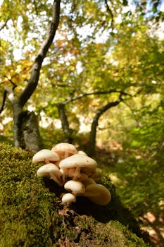 Image by LegioSeven by @medialoopers