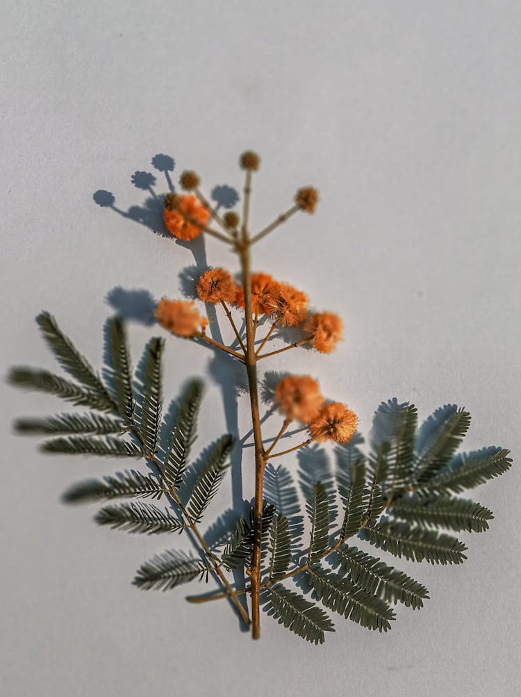 Arrangement Of Mimosa Plant With Leaves