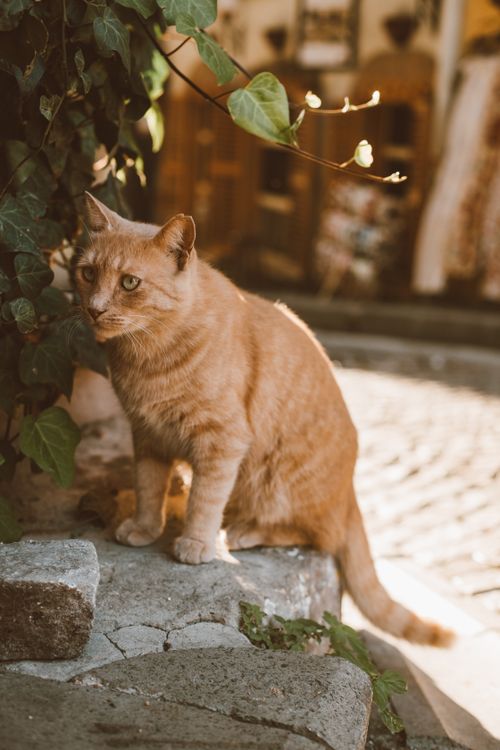 Free Beautiful ginger cat sitting on a cobblestone street with ivy backdrop, basking in warm sunlight. Stock Photo