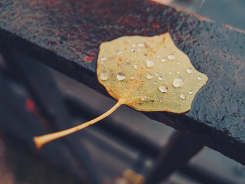 Free Water Droplets on Brown Leaf Stock Photo