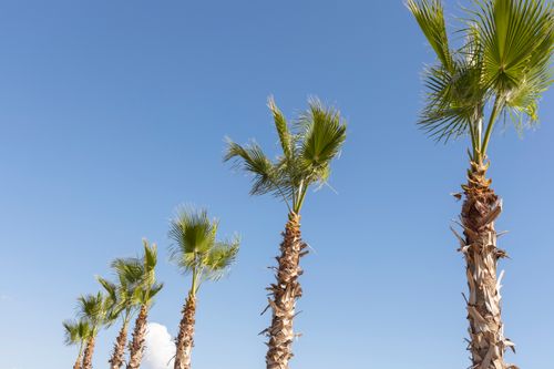 Free Low angle view of palm trees against clear blue sky, perfect for tropical themes. Stock Photo