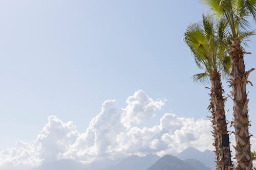Free Green Palm Tree under Blue Sky  Stock Photo