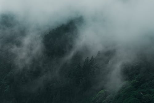 Aerial Footage of Forest Covered in Fog