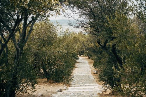 Free Tranquil cobblestone path lined with olive trees in Athens, Greece. Ideal for relaxation and nature themes. Stock Photo