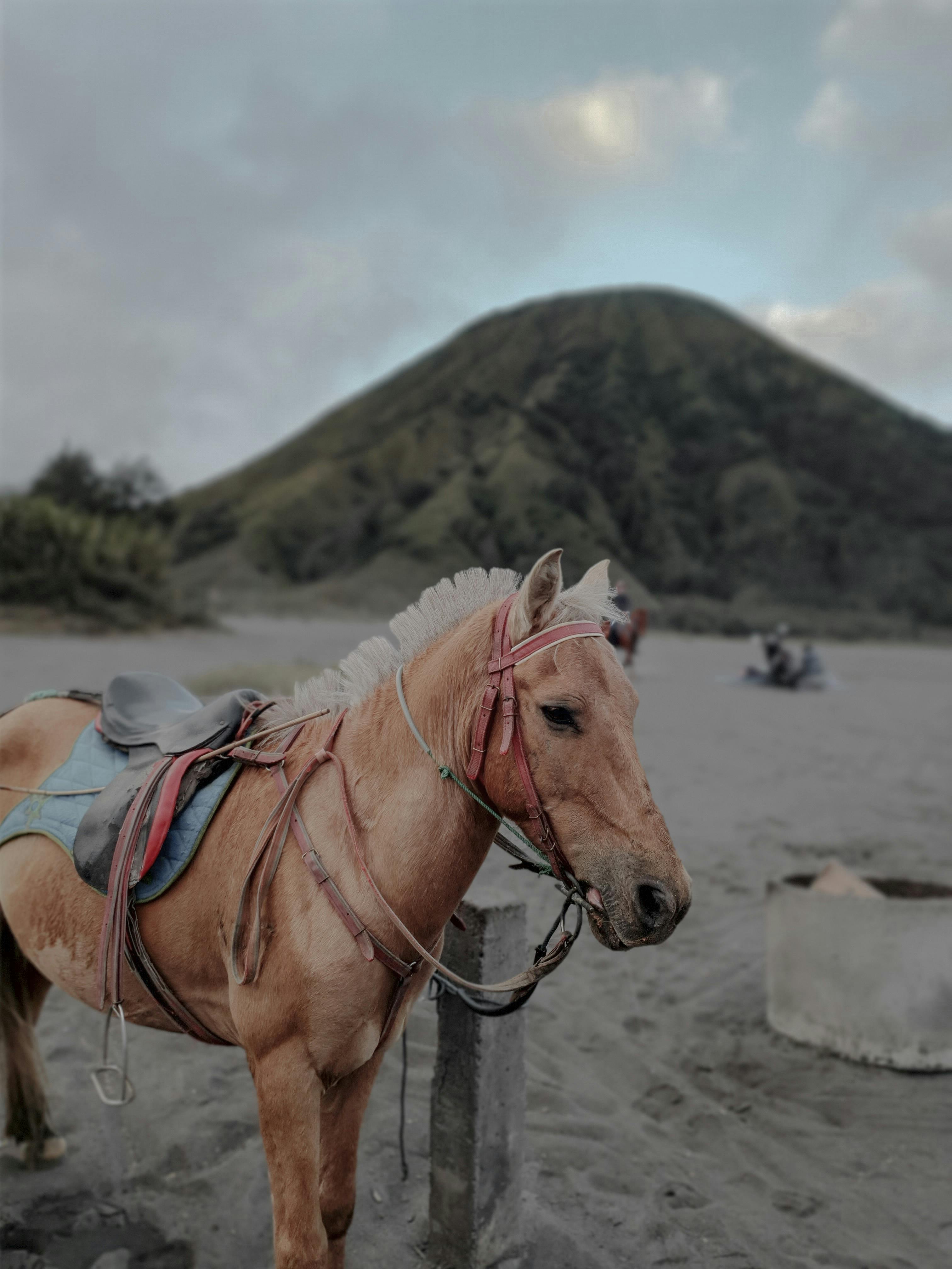 Calm young chestnut horse in saddle and bridle standing on vast sandy terrain near green forested hills in countryside