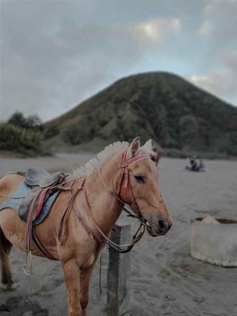 Calm young chestnut horse in saddle and bridle standing on vast sandy terrain near green forested hills in countryside