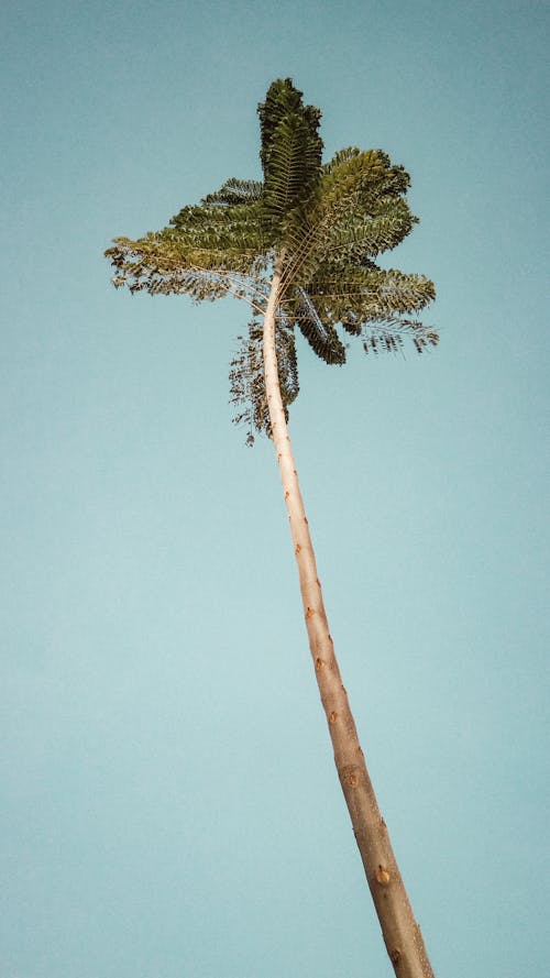 Kostenloses Stock Foto zu aufnahme von unten, baum, blauer himmel