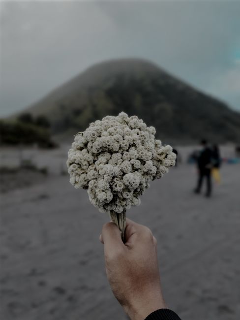 Crop faceless male showing heap of white tender baby breath flowers against blurred volcano on overcast weather