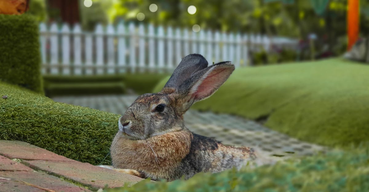 How to get rid of rabbits in my yard naturally