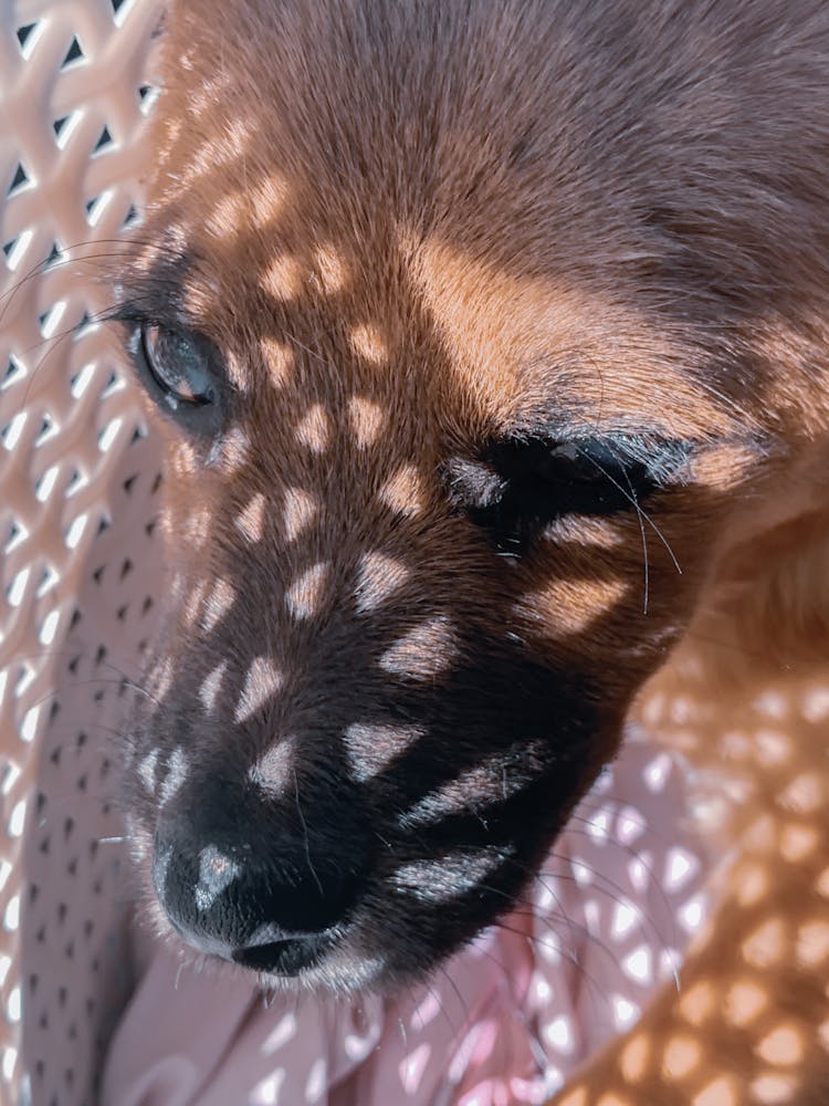 Adorable Dog In Basket In Sunlight